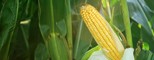 kukurice.jpg